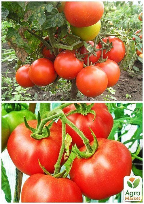 На развес Томат "Безрассадный" ТМ "Весна" цена за 2г - фото 4