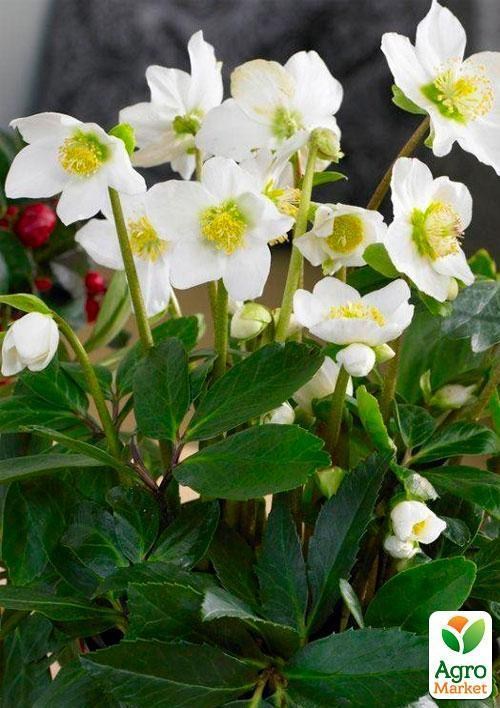 Морозник (Helleborus) "Potter`s Wheel" - фото 3