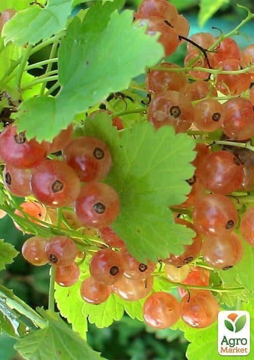 Порічка (смородина) рожева "Любава" Ексклюзив! - фото 3