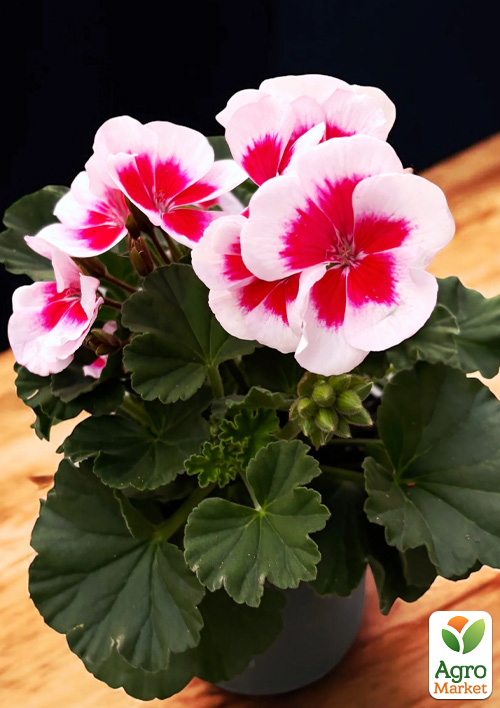 Пеларгония зональная Two in One "White Splash"  - фото 2