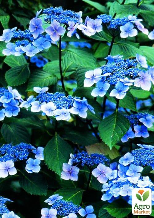 Гортензия пильчатая "Bluebird" - фото 5