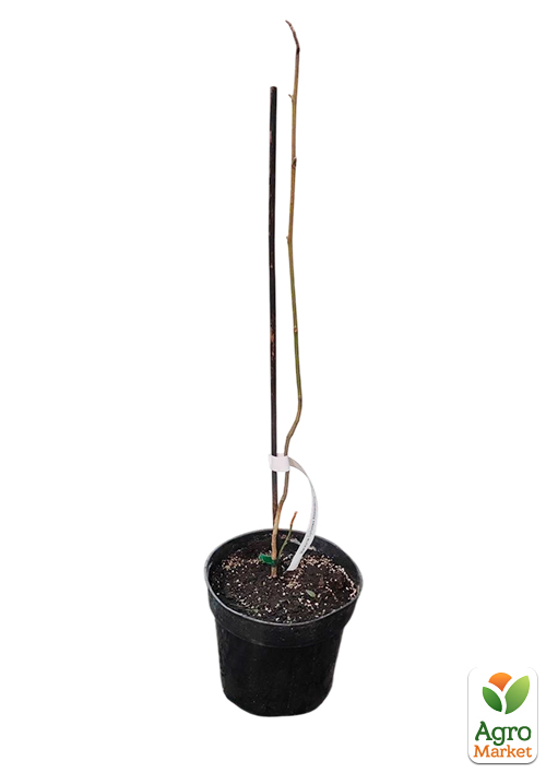 Магнолія 2-х річна гібридна "Alexandrina" (висота 30-40см) - фото 2