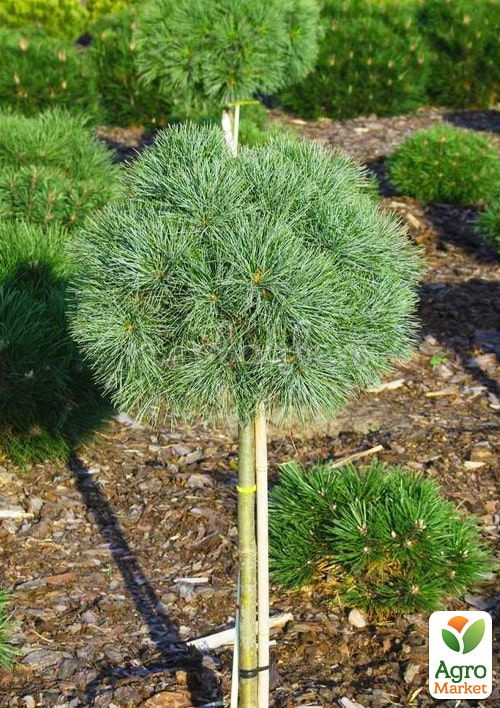 Сосна веймутова на штамбе «Sea Urchin» С3, высота 60-90см - фото 3
