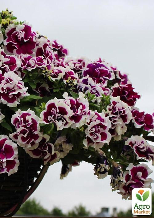 Петунія напівампельна Tumbelina "Bella" (контейнер №10, висота 10-15см) - фото 2