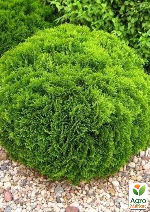 Туя західна "Hoseri" (C1, 5, висота 25-40см) - фото 3