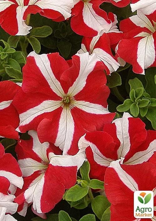 Петунія "Polaris" (контейнер №10, висота 10-15см)