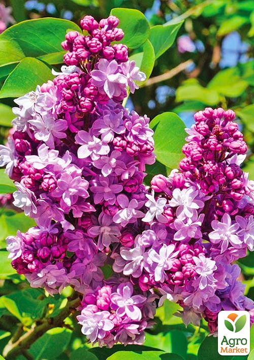 Бузок махровий "Paul Thirion"