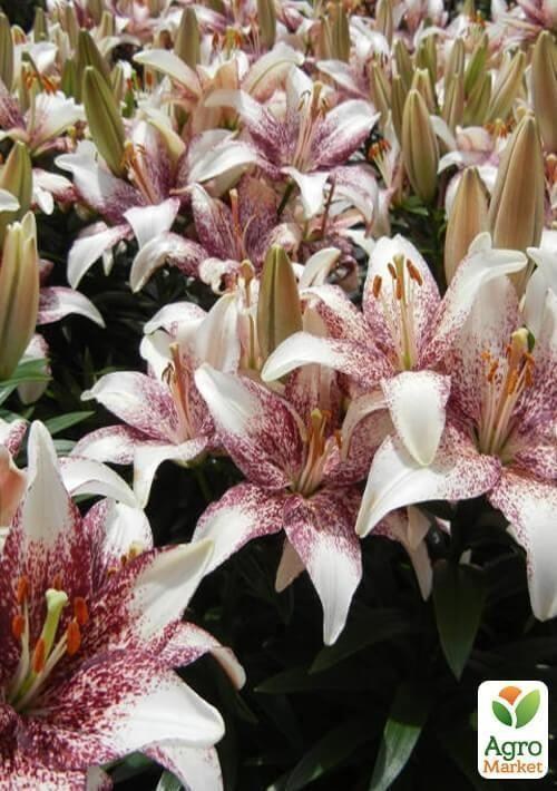 Лілія "Crossover" 1шт в упаковці