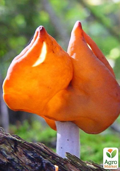 Сухой зерновой мицелий "Строчок осенний" 100г