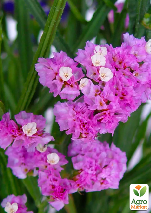 Статиця "Rose Lights" (кермек, лимоніум, сухоцвіт)