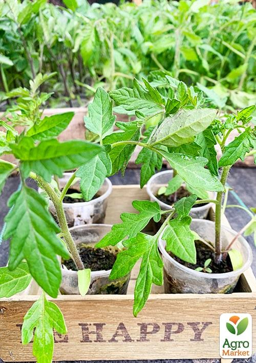 Розсада Томат Мікадо «Жовтий» (фермерське вирощування), 1шт в упаковці - фото 2