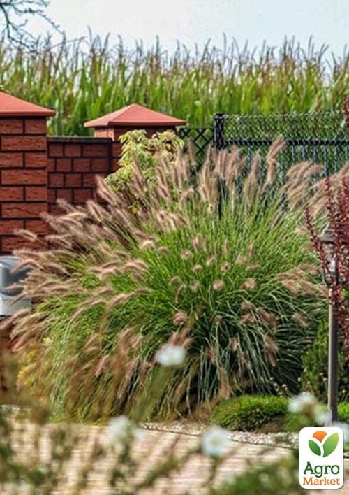 Пеннисетум лисохвостый "Lady U" вазон С2 - фото 3