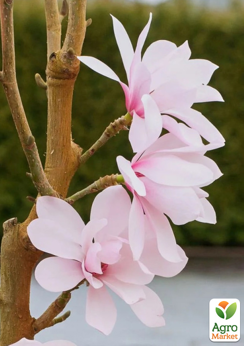 Магнолия 4-х летняя "Pink Beauty" (высота 80-100см) - фото 4