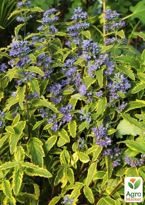 Каріоптеріс "Summer Sorbet" - фото 2