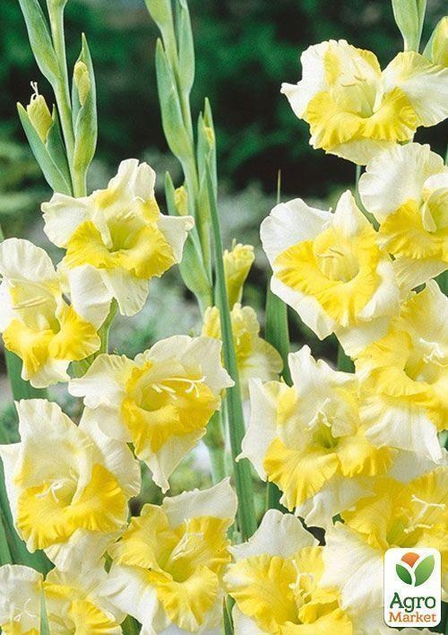 Гладіолус "Buggy" 3шт - фото 3