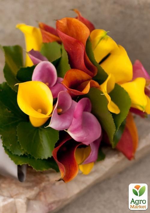 Калла смесь "Счастливый набор" ТМ "Vesna Exclusive" 5шт - фото 6