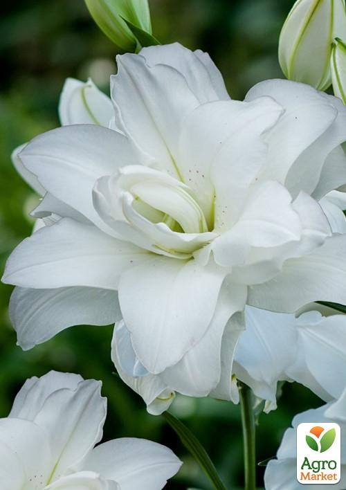 Лилия Махровая "Lotus Pure" 