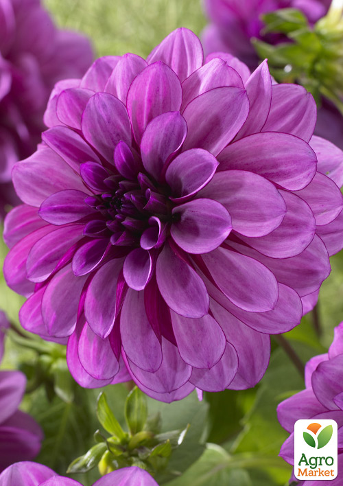 Георгина "Blue Bell"