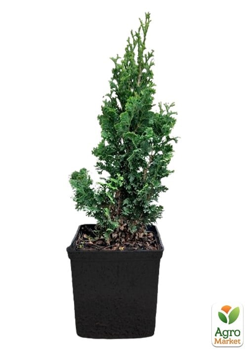 Туя западная "Spiralis Mini" С3, высота 30-40см - фото 5