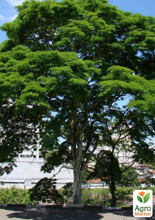 Бархат Амурский "Phellodendron Amurense"(пробковое дерево, лечебное)