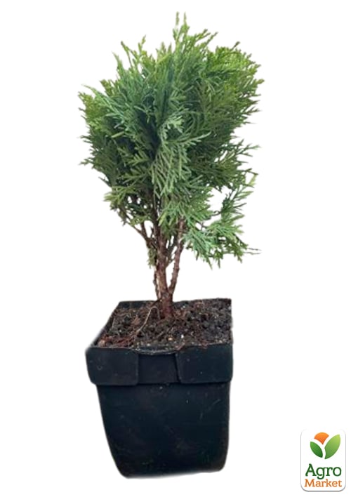 Туя западная 4-х летняя "Danica" (Thuja occidentalis) С3, высота 20-30 см