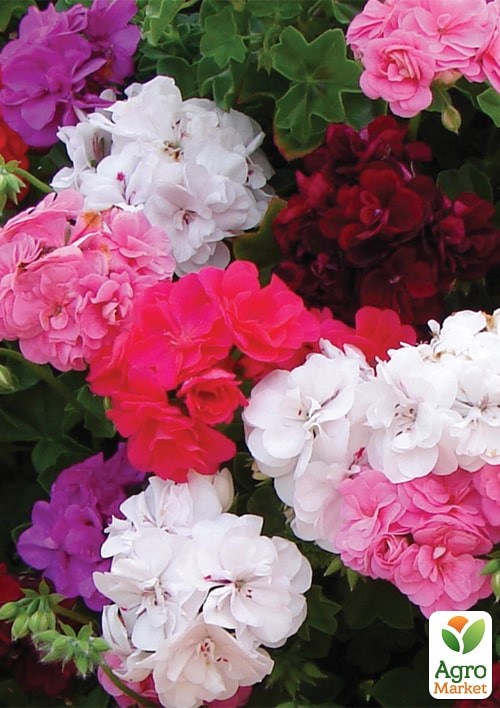 Пеларгония F1 "Мультиблум" ТМ "Vesna Exclusive" 5шт