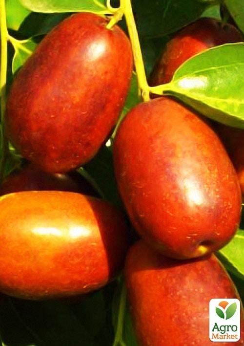 Зізіфус "Коктебель" (перехресне запилення садити по 2 саджанця різного ґатунку)