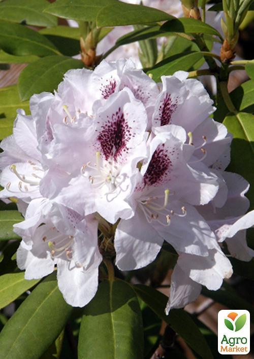 Рододендрон белый "Калсап" (Calsap) - фото 8