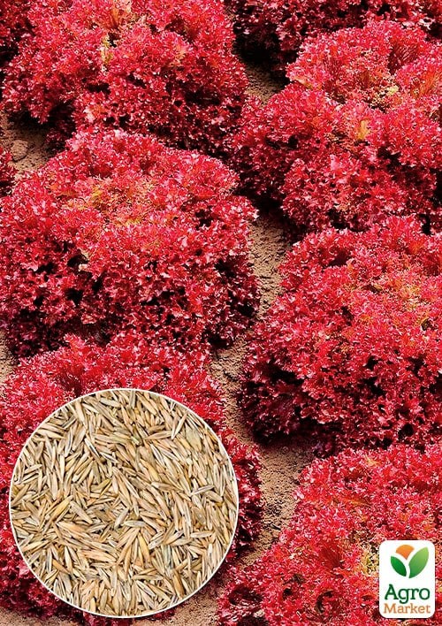 На развес Салат "Россело" ТМ "Весна" цена за 3г