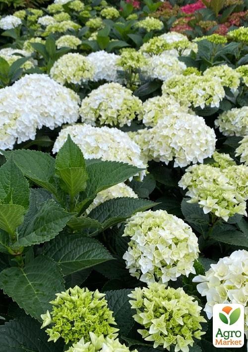 Гортензія крупнолистова кучерява "Florencia" - фото 2