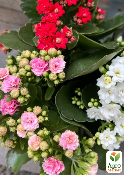 Каланхоэ Блоссфельда "Carnaval"  - фото 5