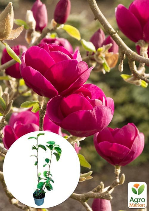 Магнолия 4-х летняя гибридная "Black Tulip" (высота 50-60см)