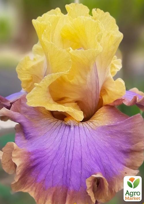 Ирис бородатый крупноцветковый "Team Player"  