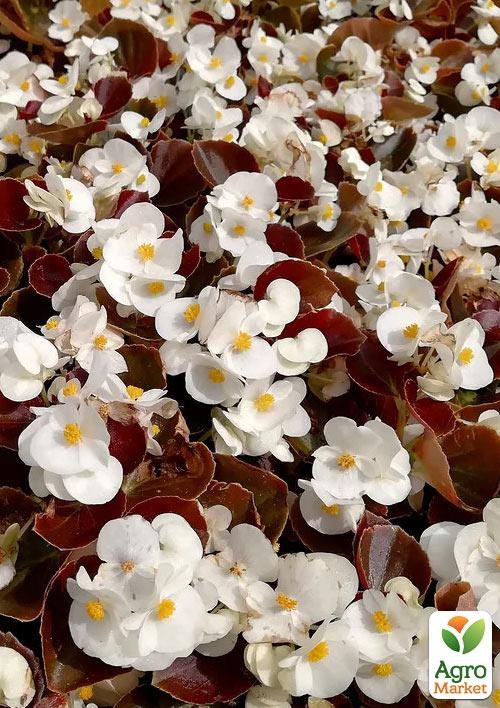 Бегонія вічноквітуча "Cocktail Whiskey" 1 шт.