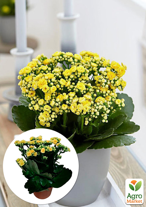 Каланхое Блоссфельда "Yellow" (Kalanchoe Blossfeldiana) (Нідерланди)
