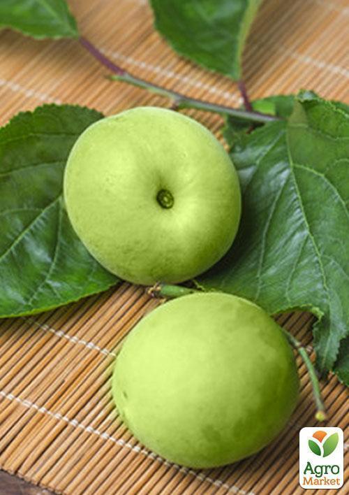 Слива "Ренклод Белый" (летний сорт, ранний срок созревания) - фото 6