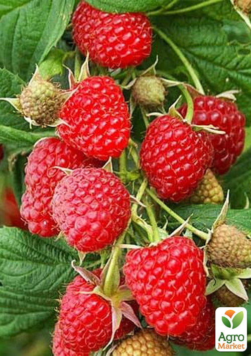 Малина "Cowichan" (средний срок созревания) 1-летний саженец