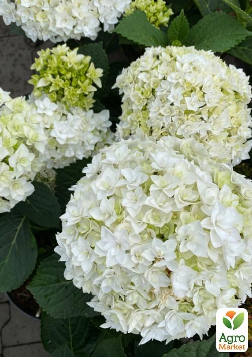 Гортензія крупнолистова кучерява "Florencia"