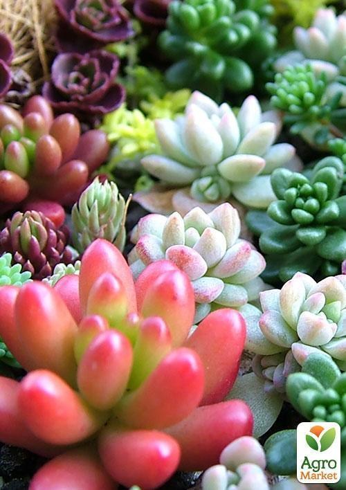 Суккуленты "Красочная смесь" ТМ "Vesna Exclusive" 10шт