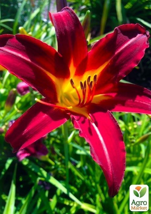 Лілійник "Autumn Red" 1шт в упаковці - фото 2