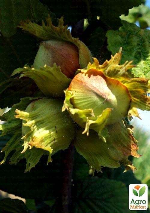 Эксклюзив! Фундук "Густав" (Gustav) (премиальный, крупноплодный сорт)