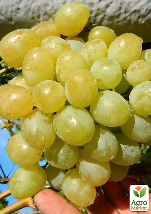 Виноград "Белоцерковский" (ранний срок созревания,гармоничный вкус с ноткой муската)