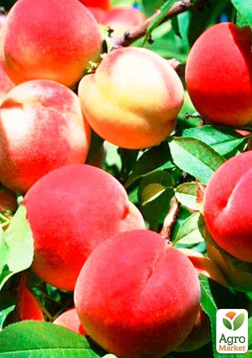 Персик "PF-24-007"  - фото 2