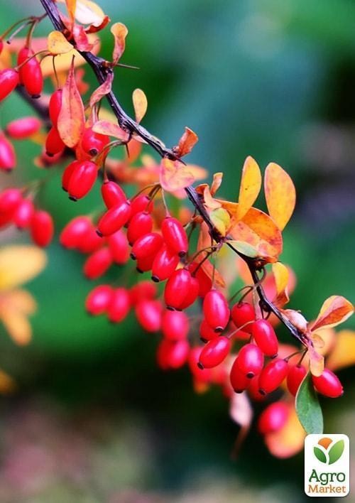 Барбарис червонолистий "Атропурпуреа" (перехресне запилення)
