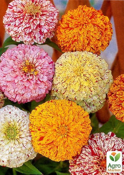 Цинния "Пеперминт" (Зипер) ТМ "Весна" 2г - фото 2