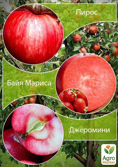 Дерево-сад Яблоня "Пирос+Джеромини+Байя Мариса" 
