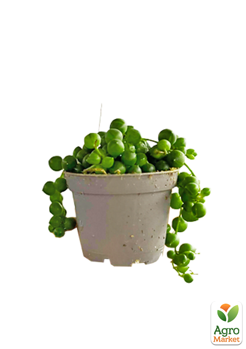 LMTD Сенеціо (хрестовник) "Rowleyanus" висота рослини 10см - фото 7