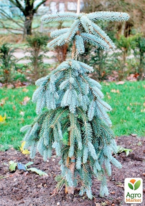 Ель колючая "Glauca Pendula" вазон P14 - фото 2