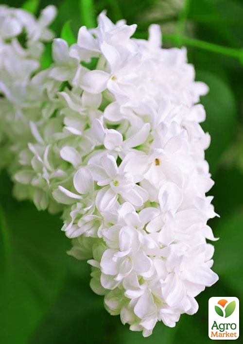 Бузок "Аліса Хардінг" (Alice Harding)