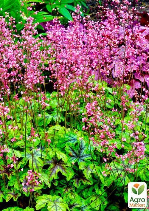 Гейхера (Heuchera) "Tapestry" 1шт - фото 3